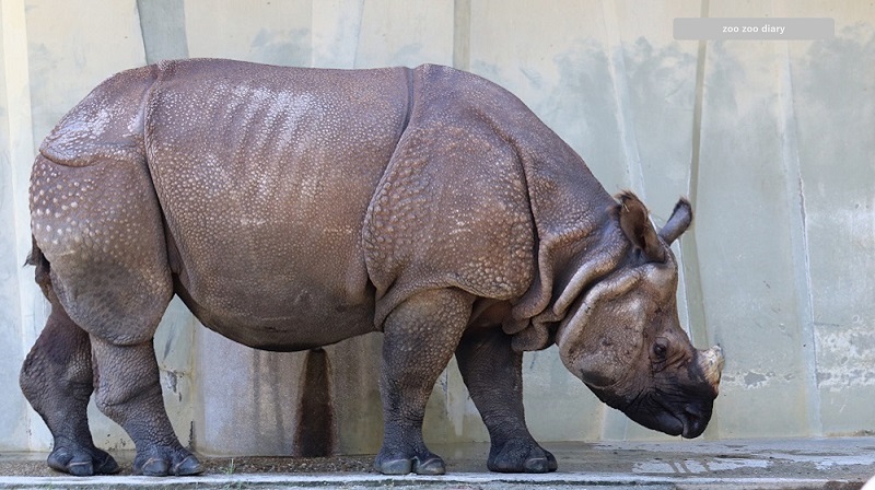 インドサイ　東山動植物園　全体